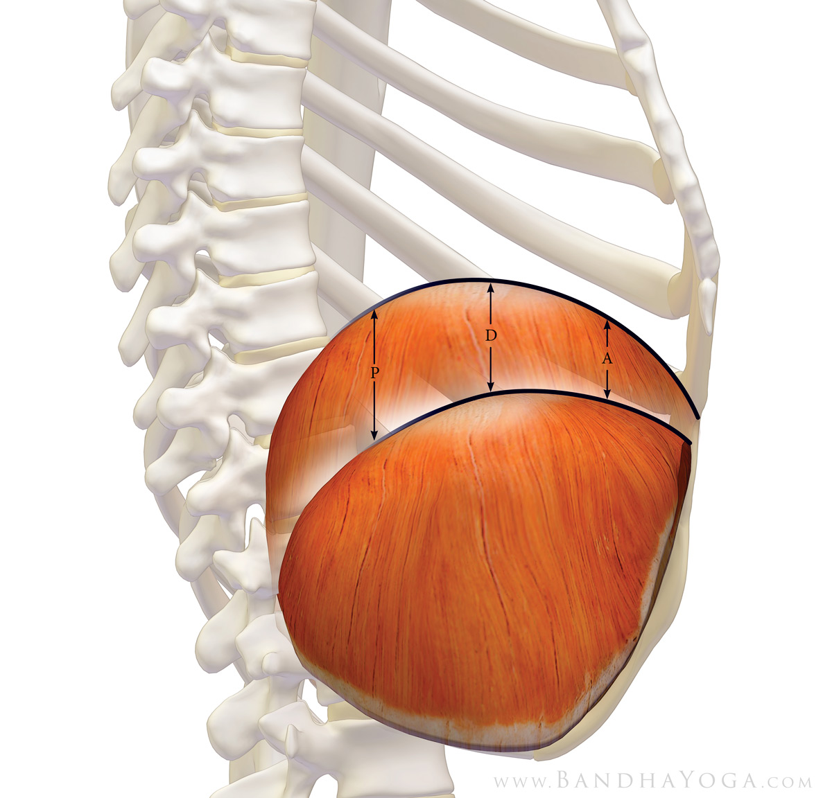 Diaphragmatic (Belly) Breathing OmStars