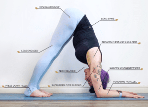 Dolphin Pose: Ardha Pincha Mayurasana – OmStars